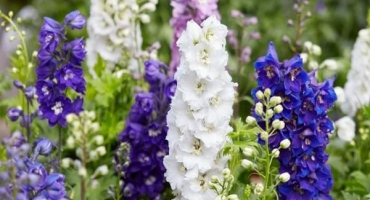 Jaký je nejlepší způsob transplantace delphinia na nové místo na jaře, v létě a na podzim